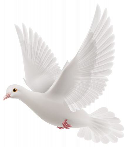 dove white pegion flying vector clipart